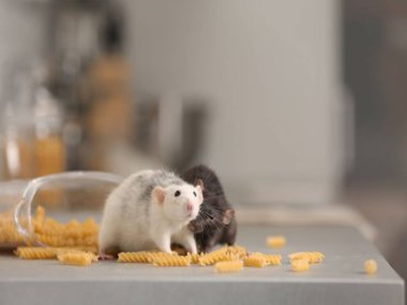 Rat Troubles? Pest Control Solutions That Work